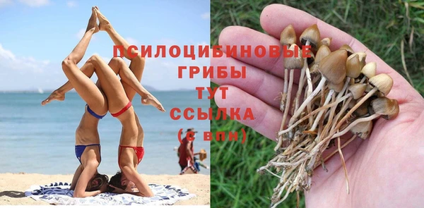 индика Алзамай